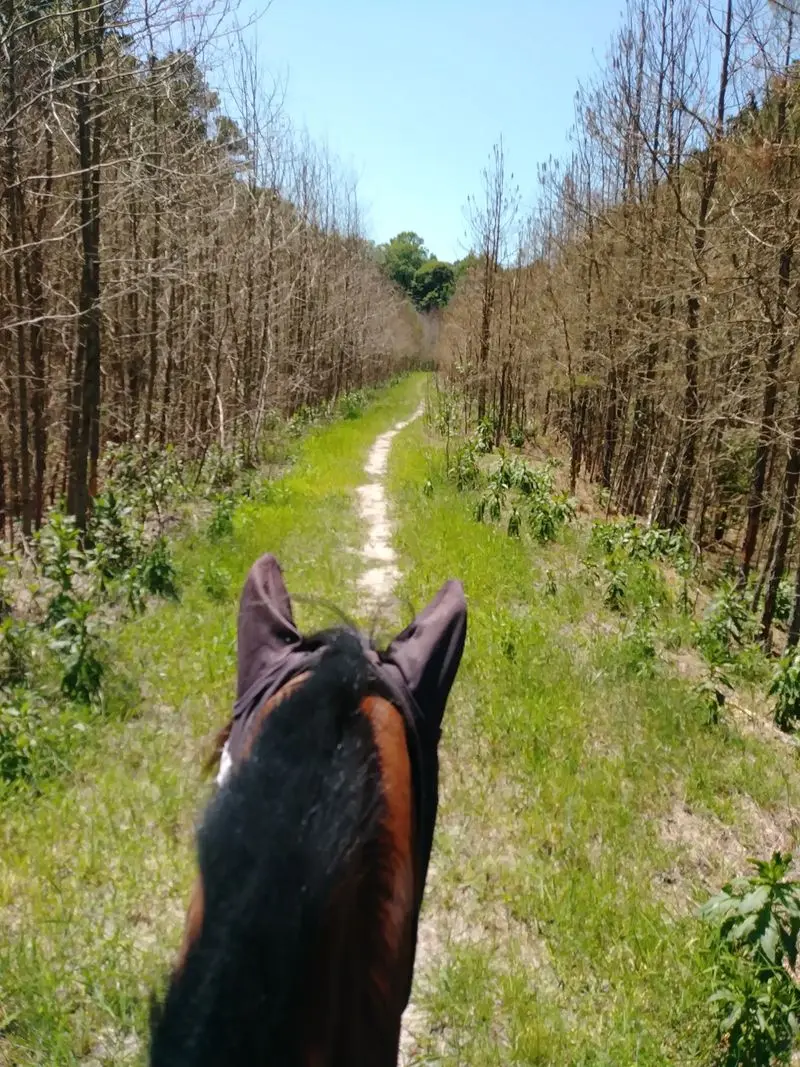 Redden State Forest Loop Trail, Georgetown, Sussex County