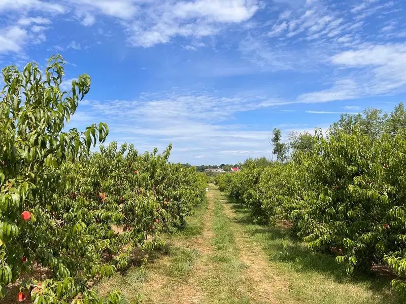 Hillcrest Orchards: More Than Apple Picking