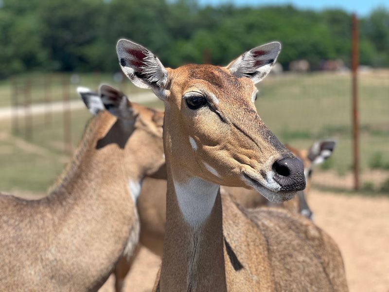 Shamba Safari in Neshkoro, Marquette County,