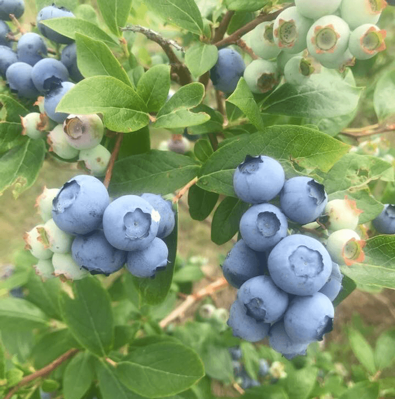 Pick-Your-Own Fruit Beyond Strawberries