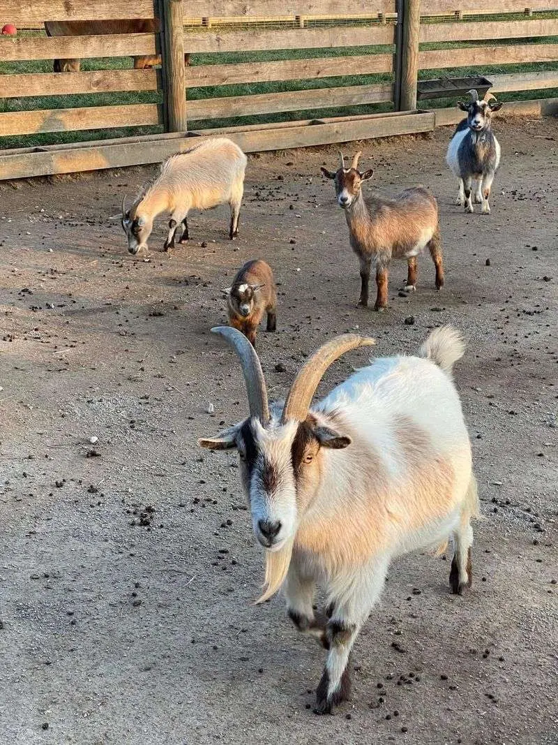 Goofy Goats and Hocking Hills Charm at Fox's High Rock Farm