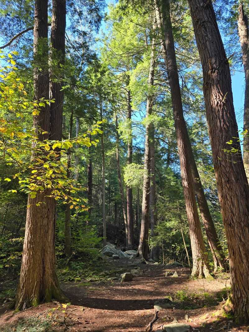 Lake Trail at Laurel Hill State Park in Somerset, Somerset County,