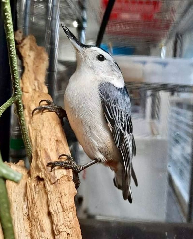 Rescue Stories In The Roanoke Valley - Southwest Virginia Wildlife Center of Roanoke in Roanoke, independent city