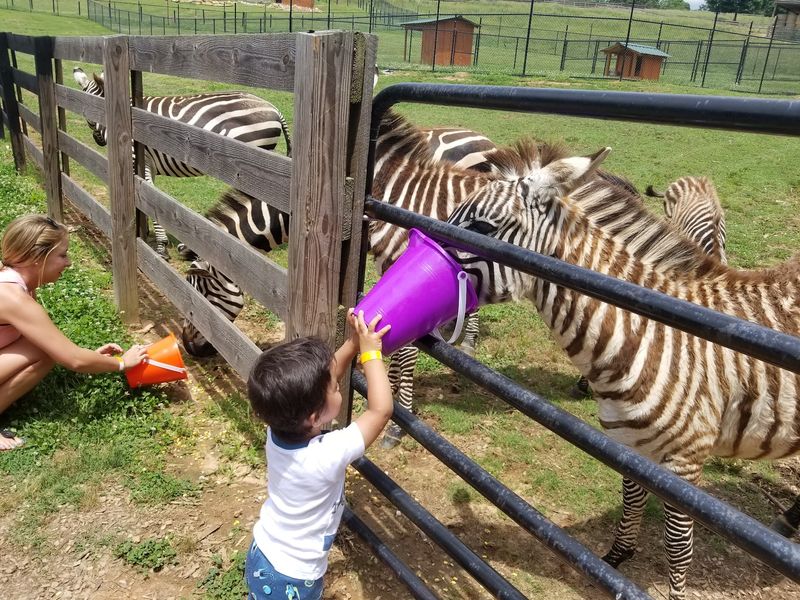 Wildlife Watching Near Dahlonega: Chestatee Wildlife Preserve and Zoo