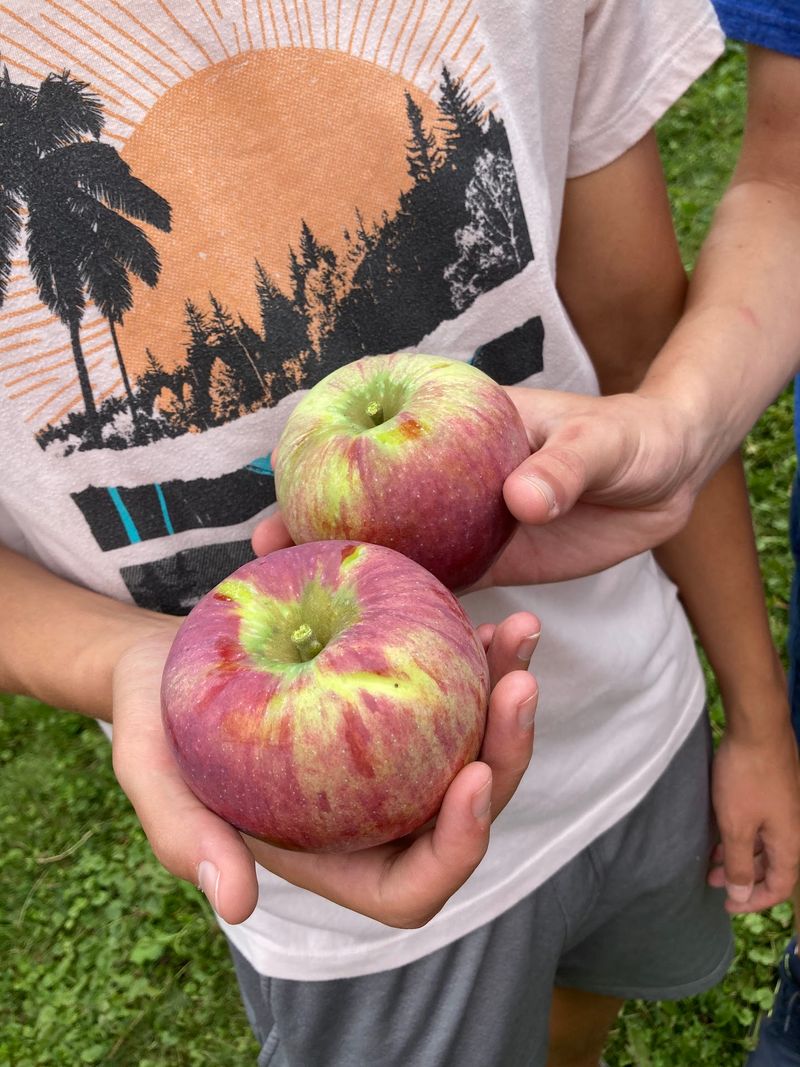 Monroe's Orchard - Hiram