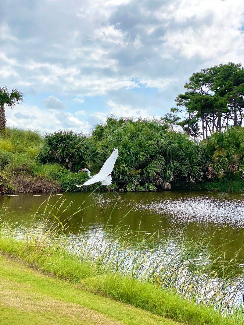 Deer, Dolphins, Birds, And Backyard Surprise Guests