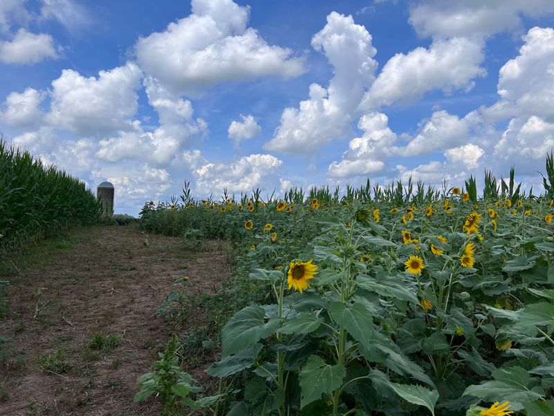 Auburn Farm Sunflower Patch - Brandy Station