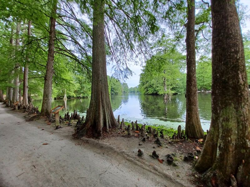 Swan Lake Iris Gardens Trail - Sumter