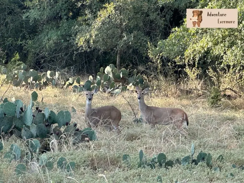 Prickly Pear Trail - Fort Richardson State Park