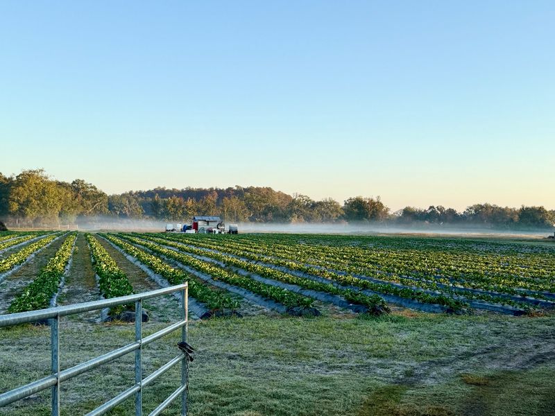 Weck Farms - Lutz