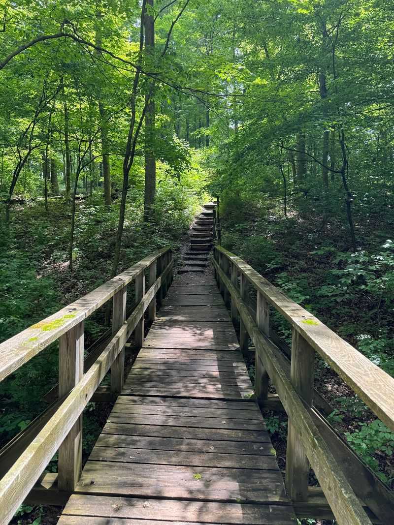Follow a Trail Through the Leaves