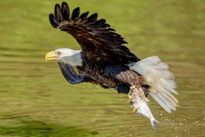 Eagles Over The River, Discover the James Bald Eagle Tours in Richmond, Richmond city