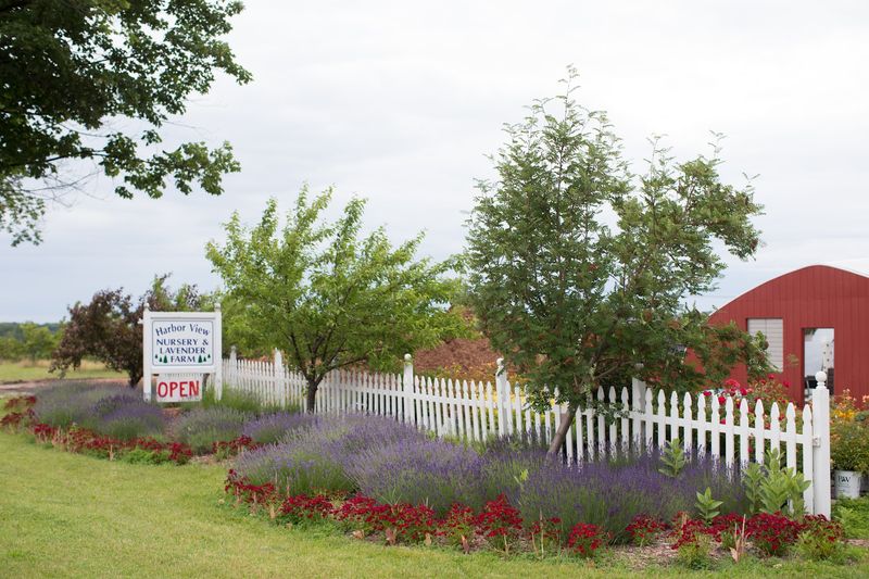 Harbor View Nursery And Lavender Farm - Traverse City