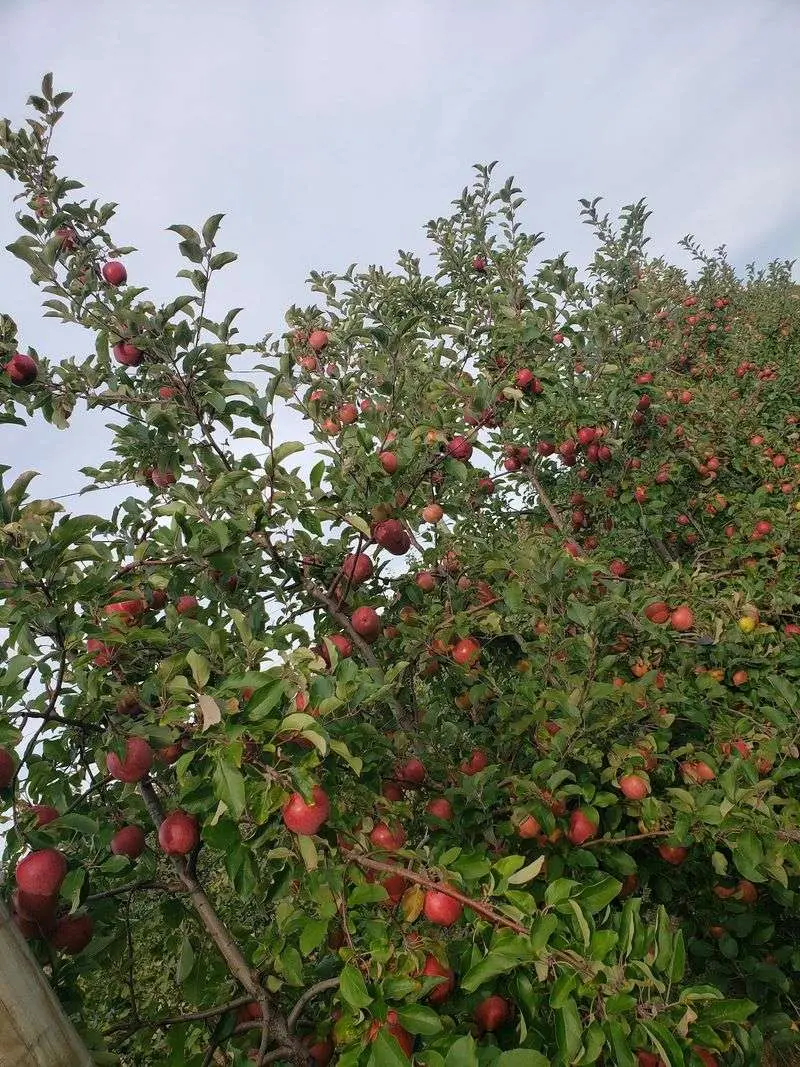 Holmberg Orchards - Gales Ferry