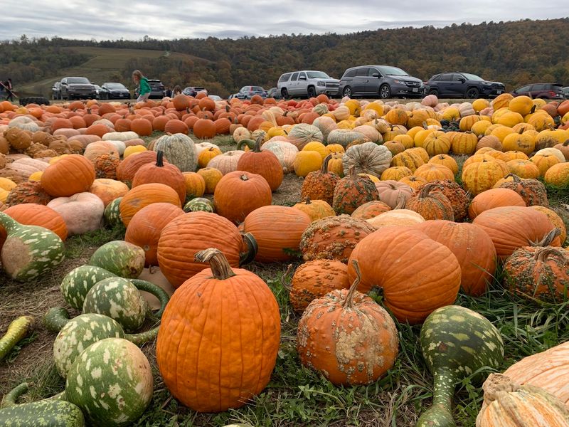 Hollin Farms