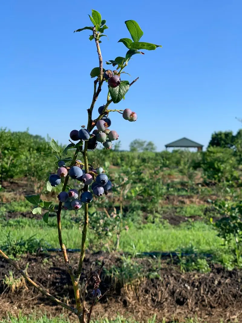 Kingsley Orchards