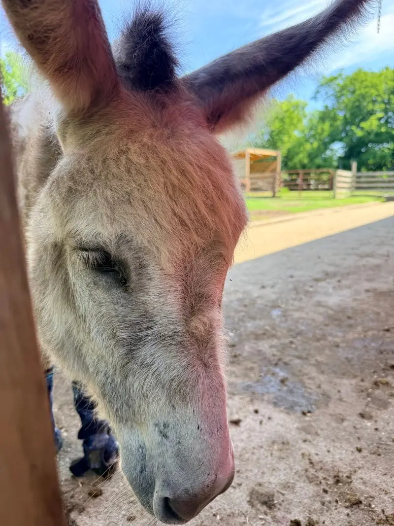 Bluebird Gap Farm - Hampton