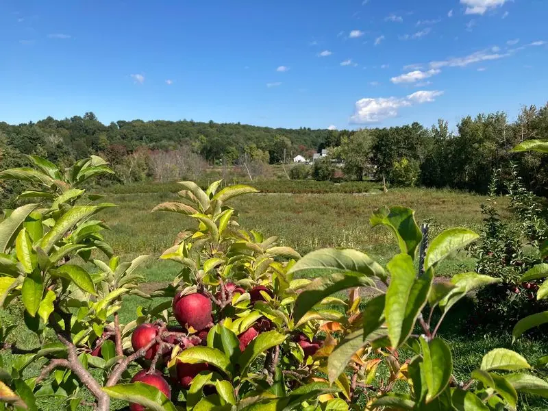 Westward Orchards - Harvard