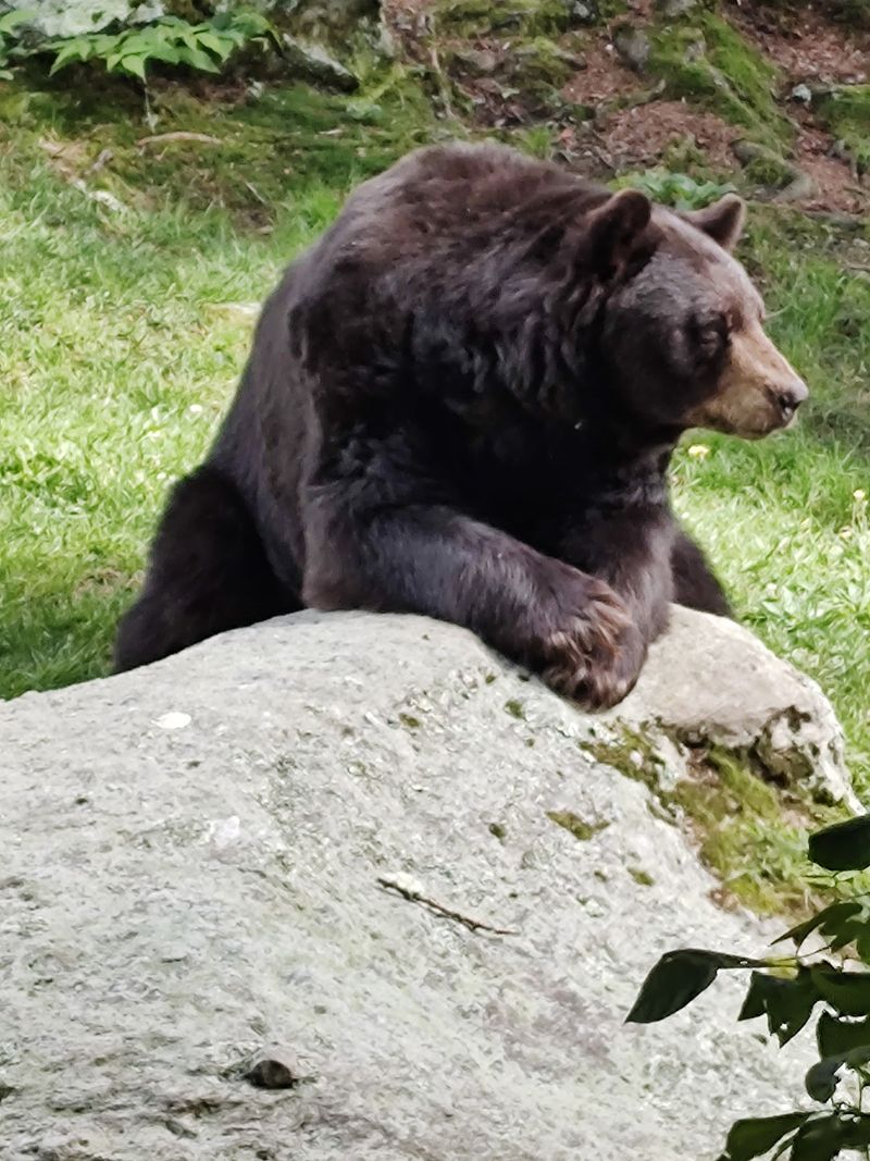A Pause With the Mountain's Wildlife