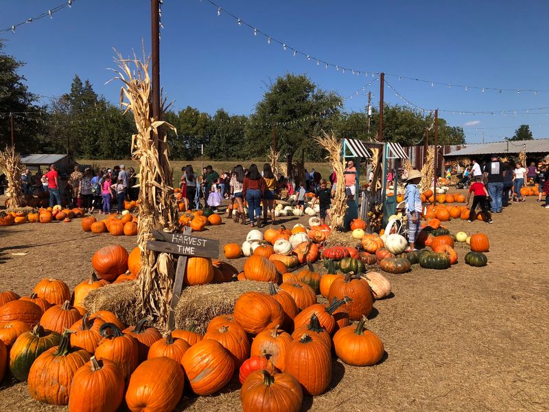 Hall&rsquo;s Pumpkin Farm - Grapevine