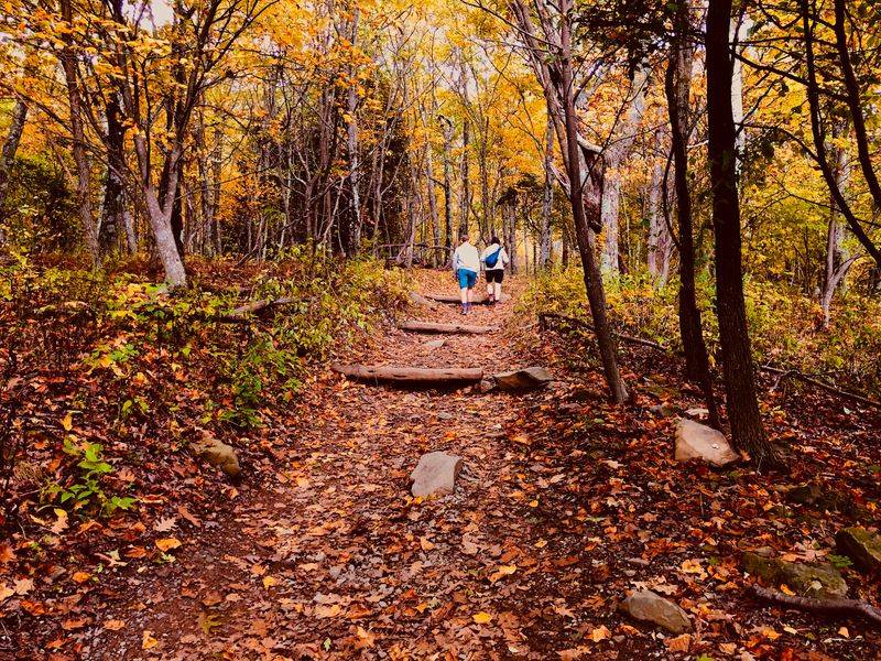 A Walk Above the Leaves at Stony Man