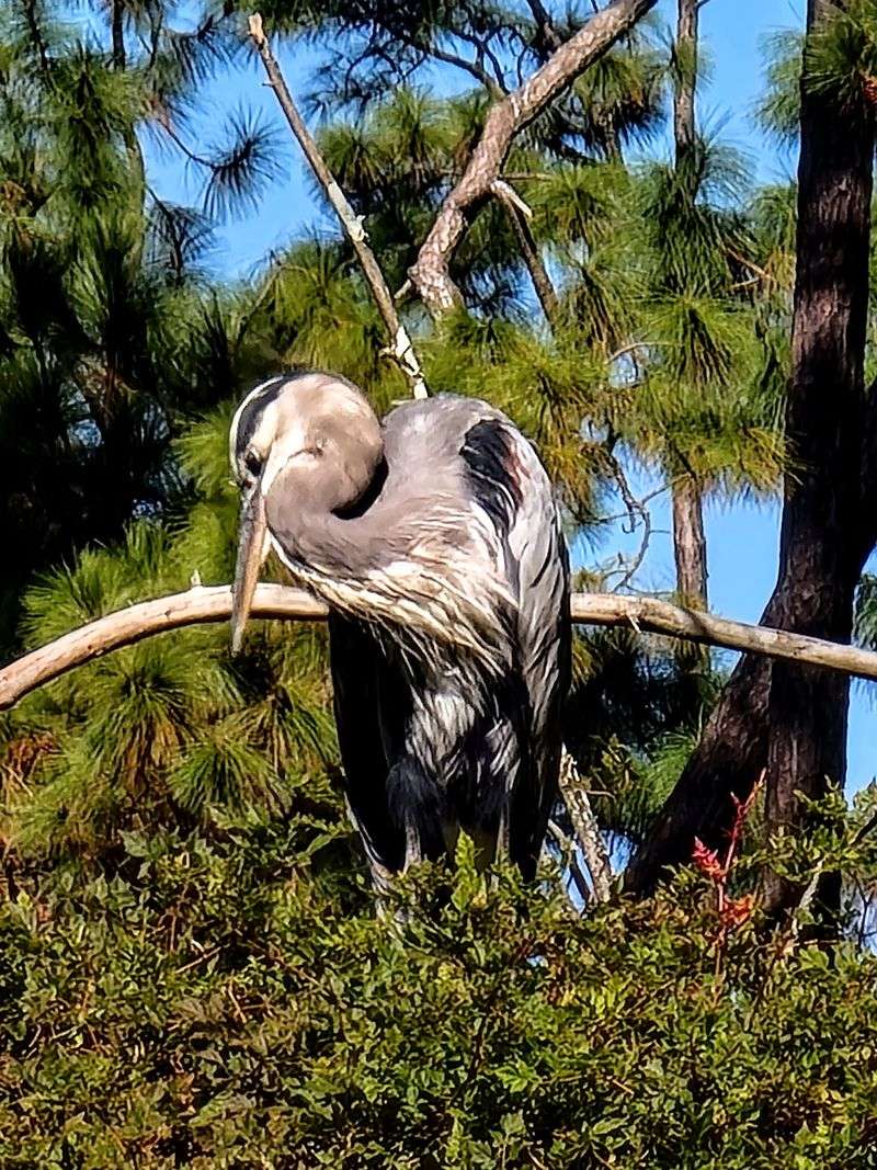 Bird Trails And Tidal Views: Pinckney Island National Wildlife Refuge in Beaufort, Beaufort County
