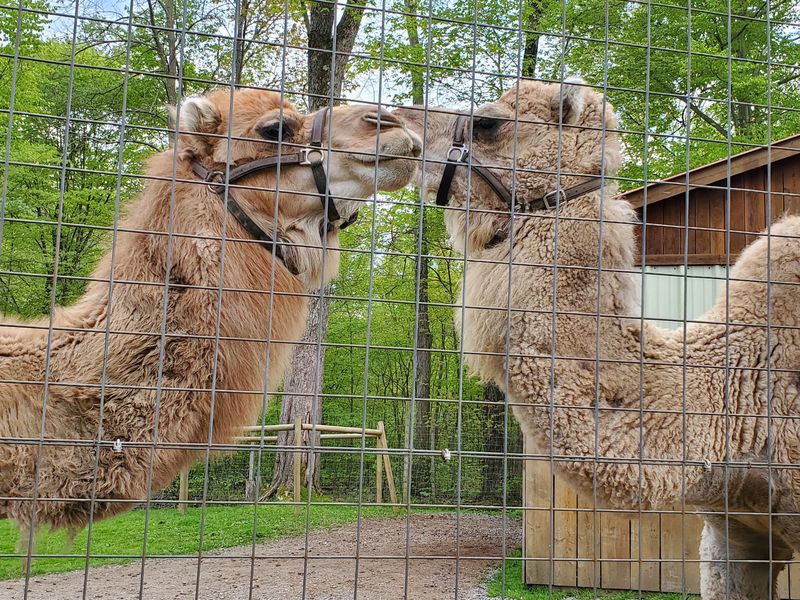 Kangaroos, Camels, And Unique Animals Keep Curiosity Hopping