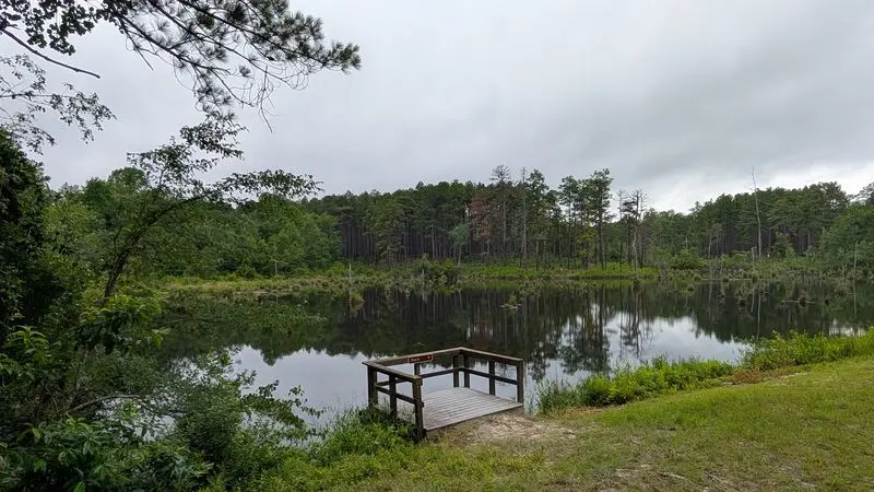 Pine Forest Surprise: Carolina Sandhills National Wildlife Refuge in McBee, Chesterfield County