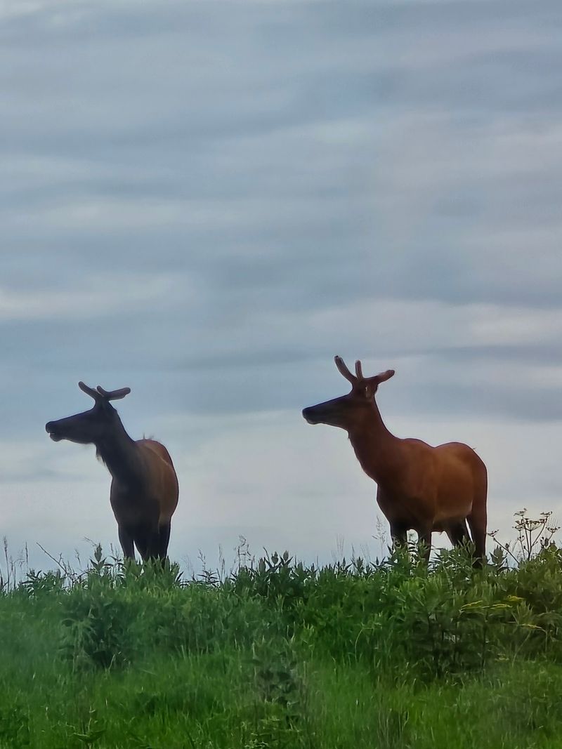 Elk Add Another Wild Dimension