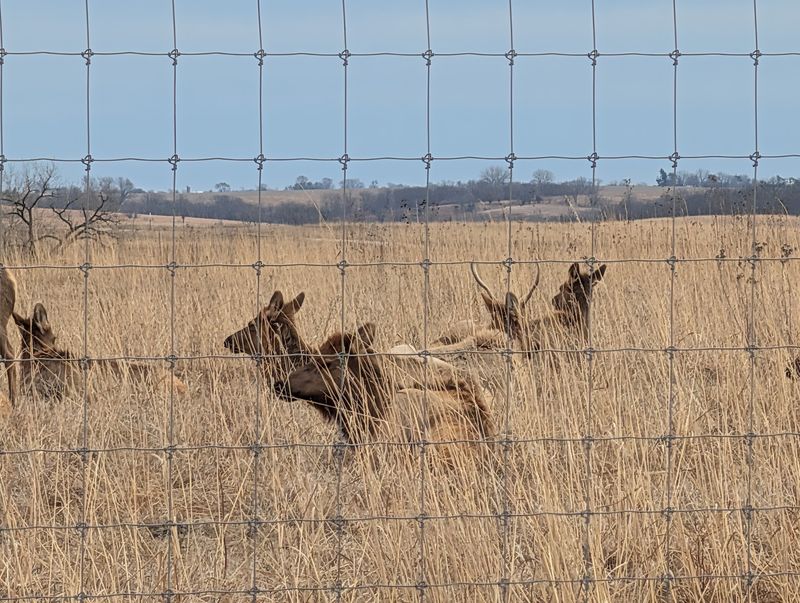 Elk Moving Through the Grass