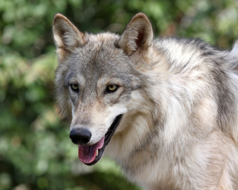 Saint Francis Wolf Sanctuary - Navasota