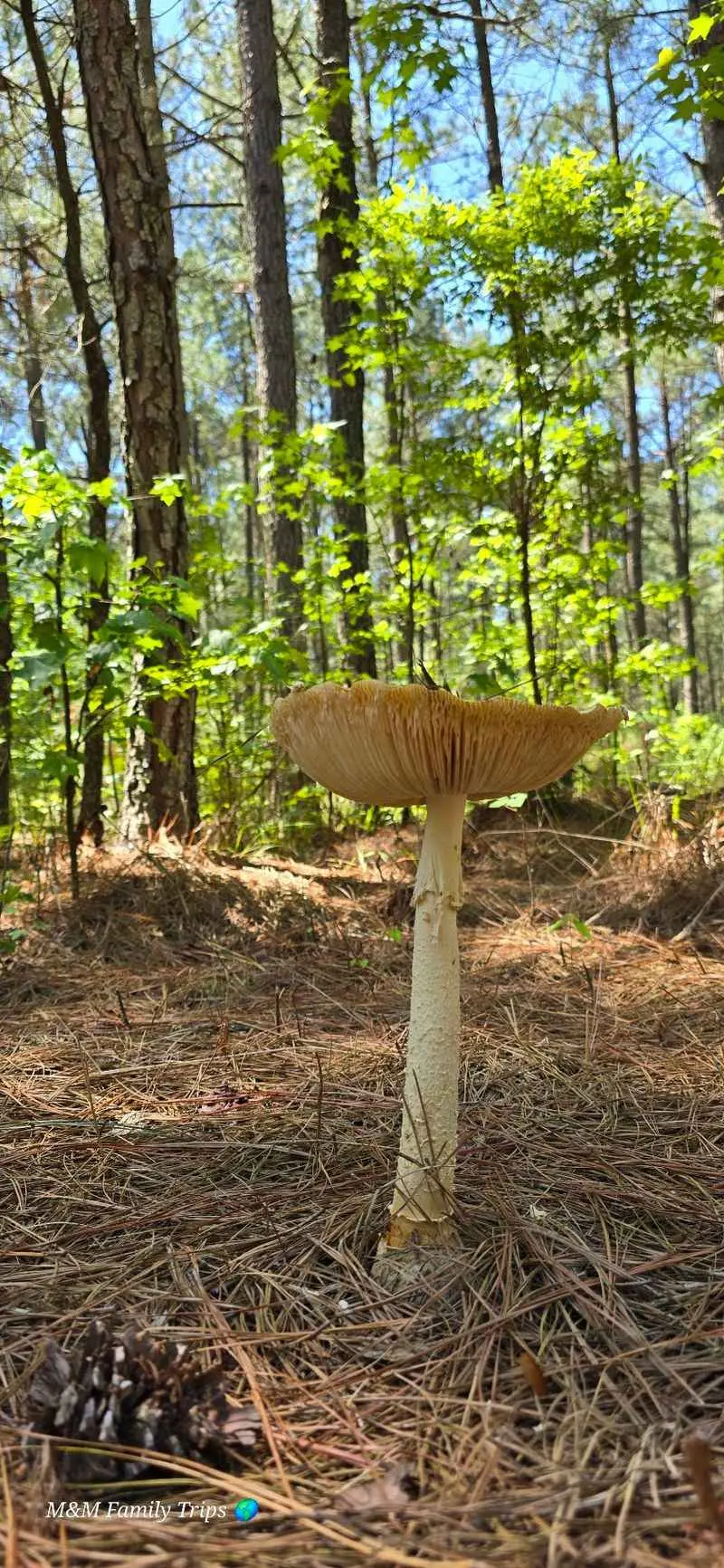 Taber State Forest, Harrington, Kent County