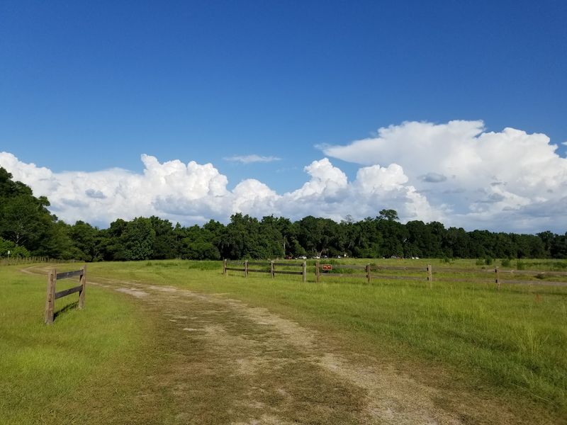 San Felasco Hammock Trail, Alachua, Alachua County
