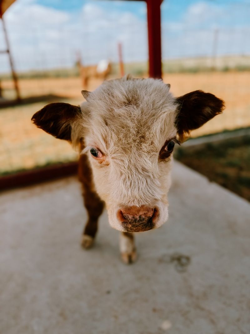 Old MacDonald's Petting and Family Fun Farm - Lubbock