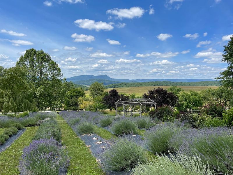 Lavender Fields at Tantivy Farm - Fairfield