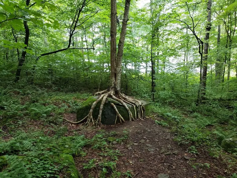 Balsam Mountain Loop - Catskill Mountains