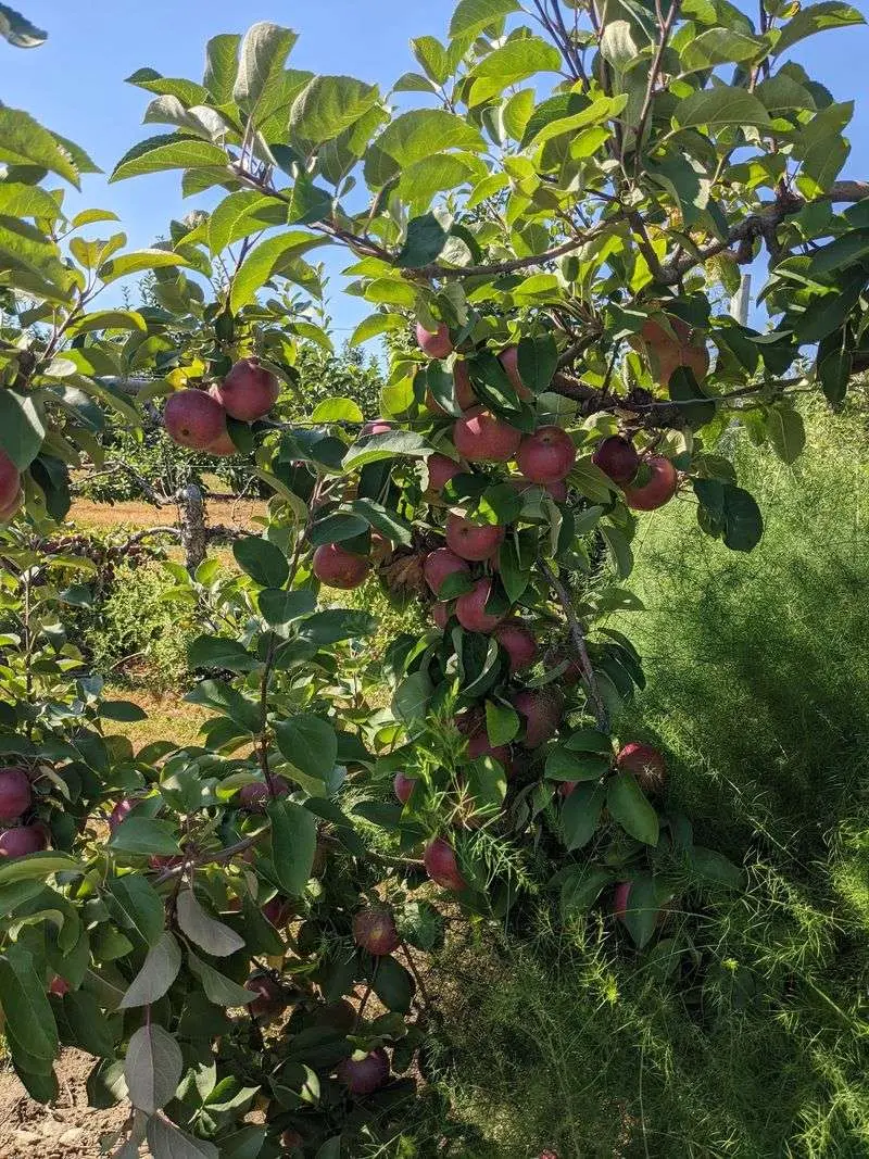 Woodstock Orchards - Woodstock