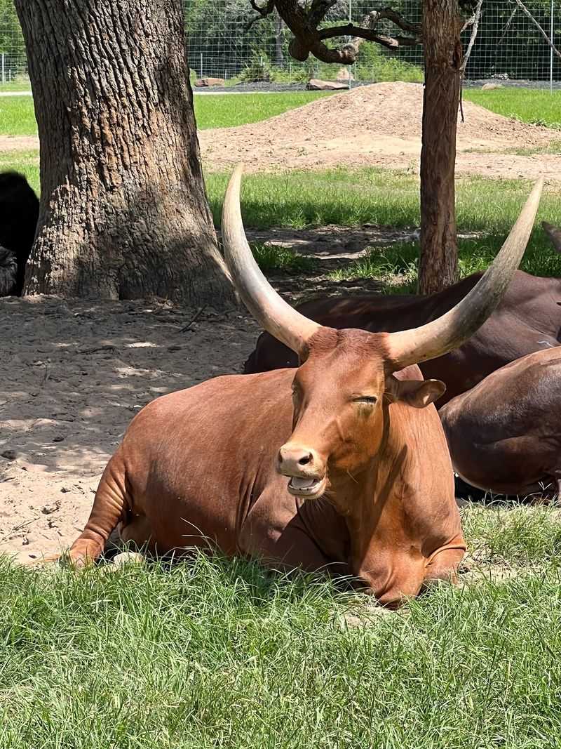 Aggieland Safari in Bryan, Brazos County