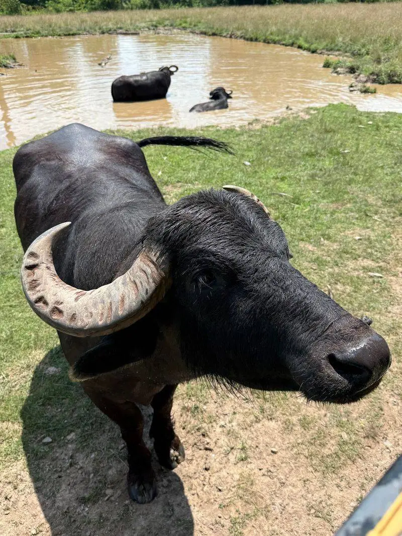 Fort Chiswell Animal Park in Max Meadows, Wythe County