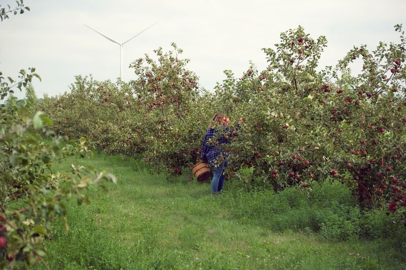 Little Sioux Orchard - Milford