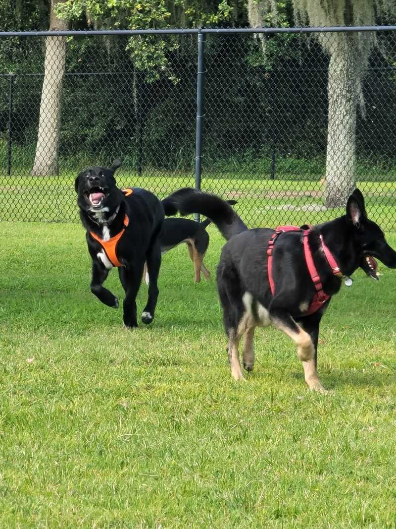 Lake Crago Dog Park, Lakeland, Polk County