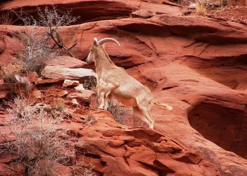 Canyon Rim Trail - Caprock Canyons State Park