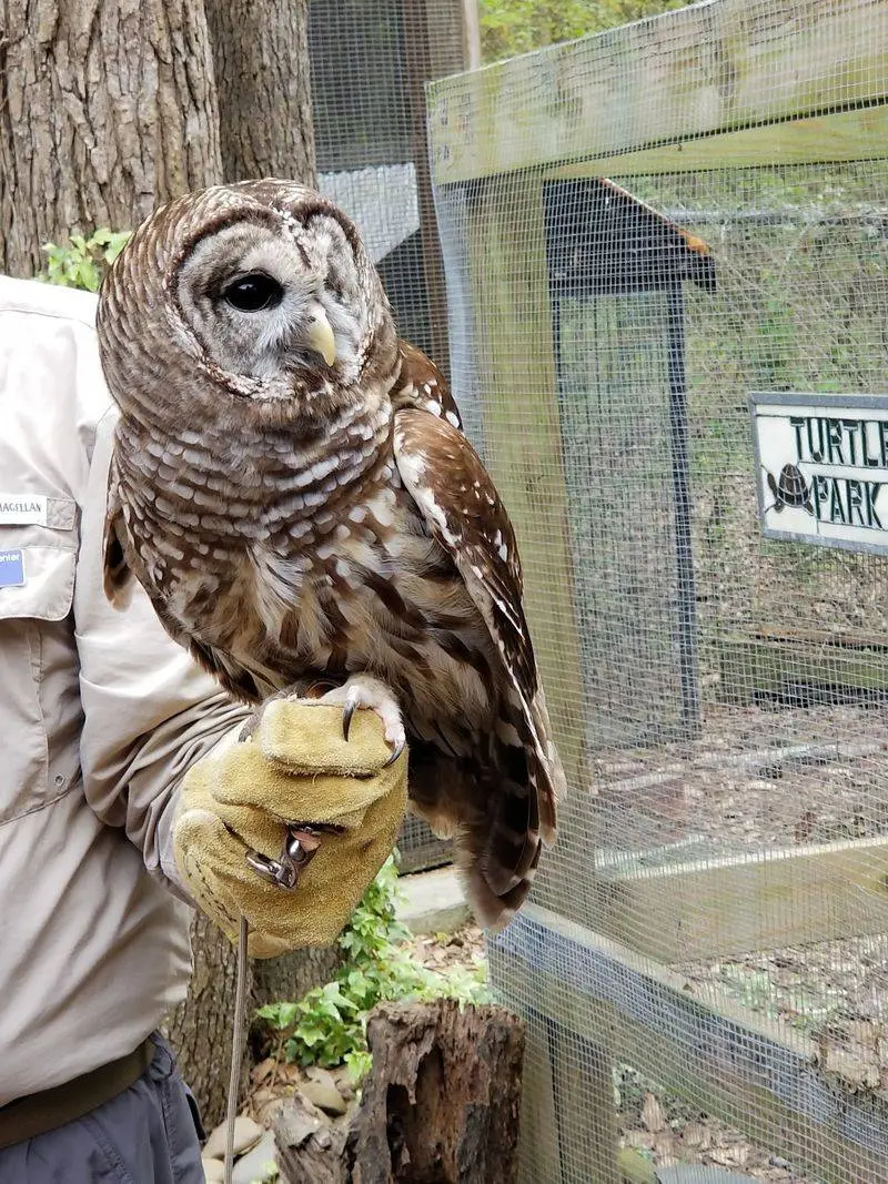 Second Chances For Wild Neighbors: Carolina Wildlife Center in Columbia, Richland County