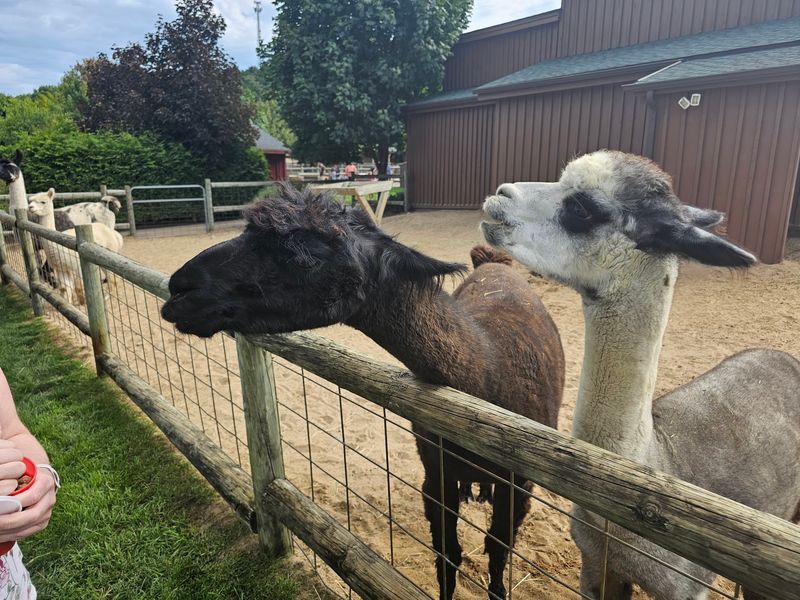 Lewis Adventure Farm and Zoo in New Era
