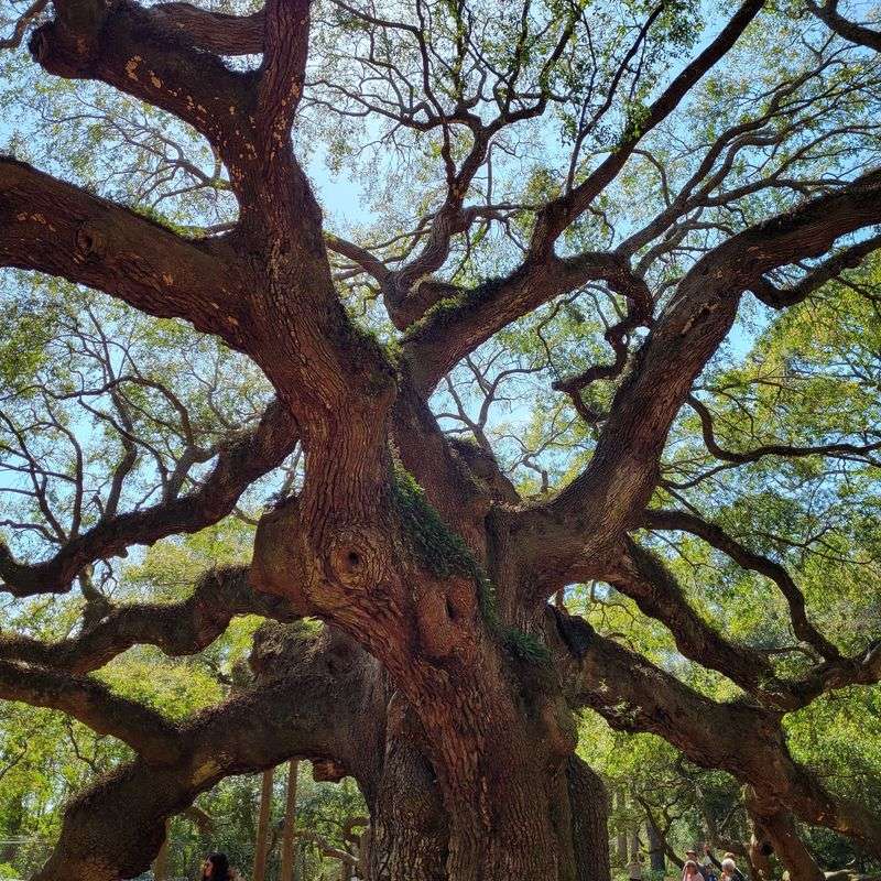A Canopy That Changes Your Sense of Size