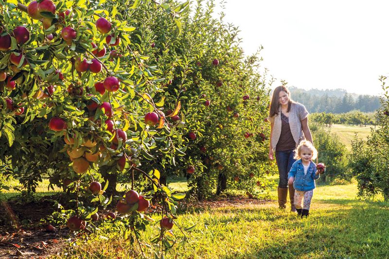 MacQueen Orchards - Holland