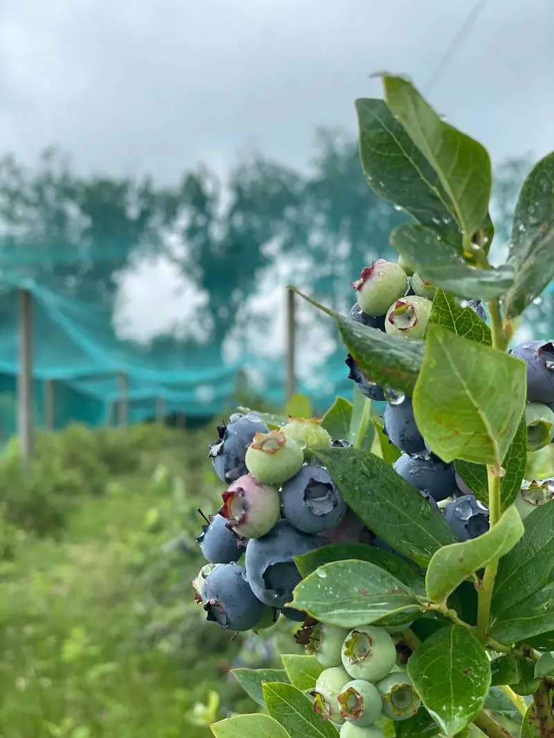 Blue Jay Orchard - Hiram