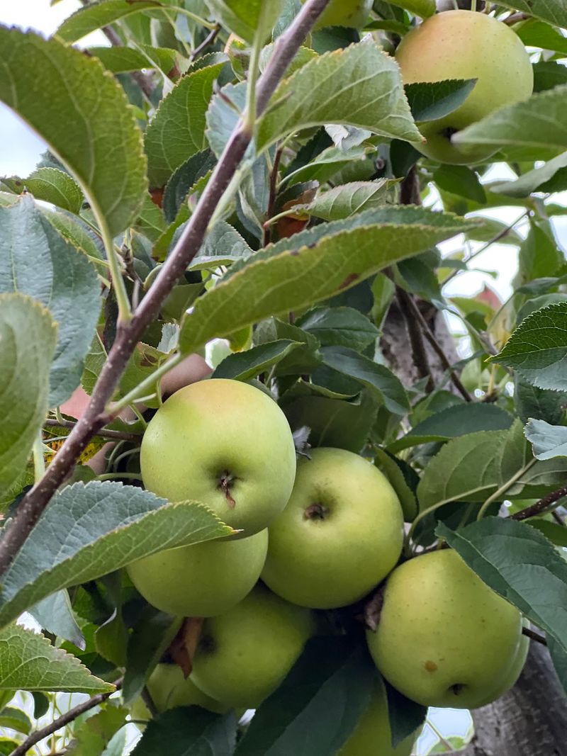Hillcrest Orchards - Amherst