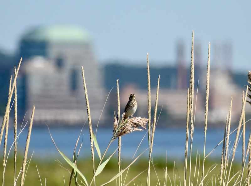 Sandy Point Beach & Bird Sanctuary - West Haven