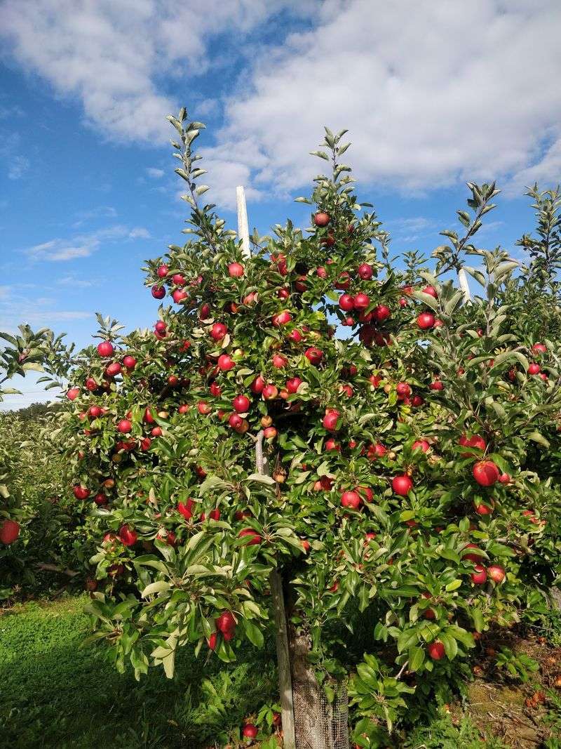Bartlett’s Orchard - Richmond